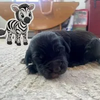 Zebra, a male Goldendoodle for sale in Santa Fe, NM – Photo 3 of 6