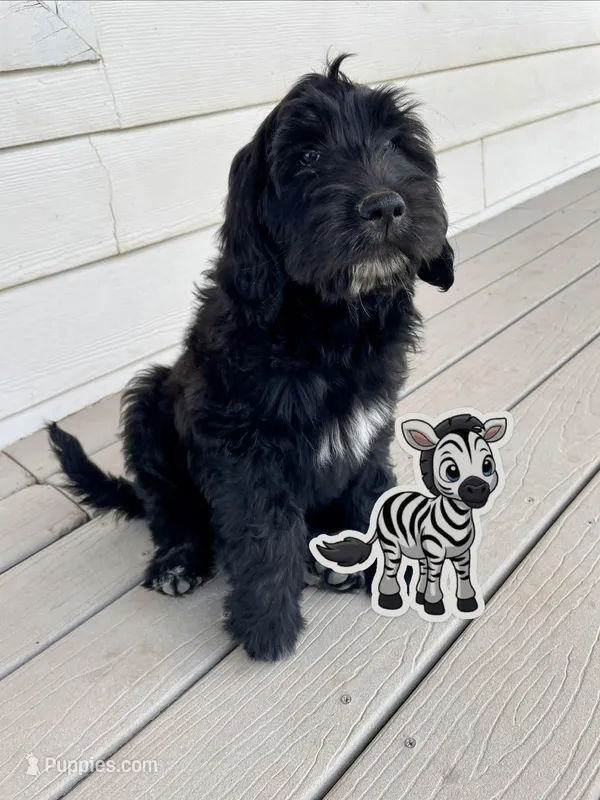 Zebra – Goldendoodle puppy for sale in Alamosa, CO
