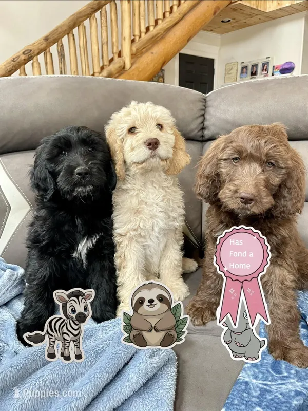 Zebra – Goldendoodle puppy for sale in Grand Junction, CO