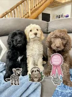 Zebra, a male Goldendoodle for sale in Grand Junction, CO – Photo 1 of 9