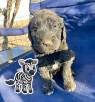 Zebra, a male Goldendoodle for sale in Santa Fe, NM – Photo 1 of 6