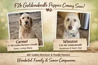 Zebra, a male Goldendoodle for sale in Alamosa East, CO – Photo 4 of 4