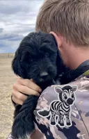 Zebra, a male Goldendoodle for sale in Alamosa, CO – Photo 1 of 8
