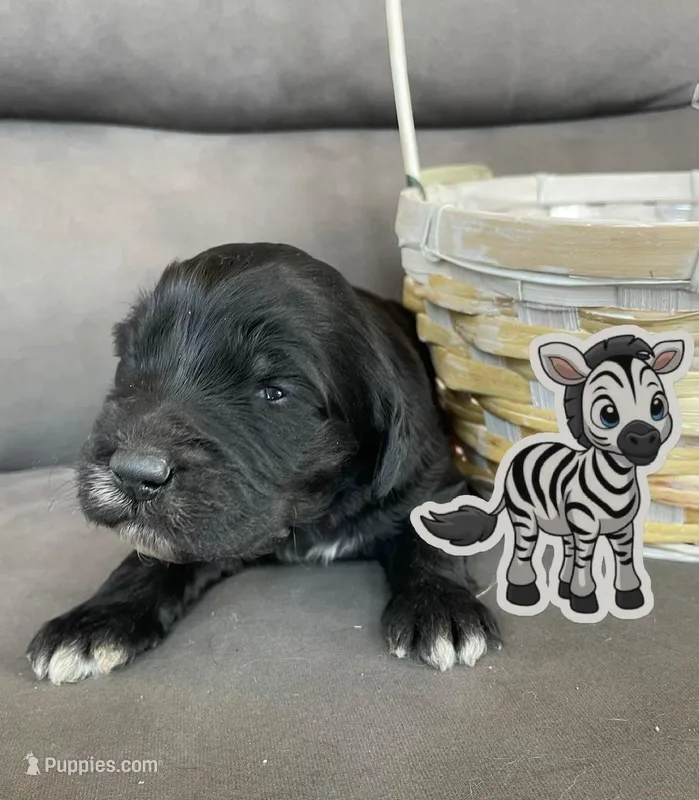 Zebra – Goldendoodle puppy for sale in Pueblo, CO