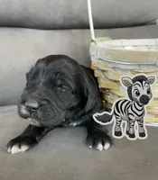 Zebra, a male Goldendoodle for sale in Santa Fe, NM – Photo 2 of 6