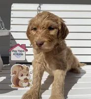 Squirrel, a female Goldendoodle for sale in Alamosa, CO – Photo 2 of 8