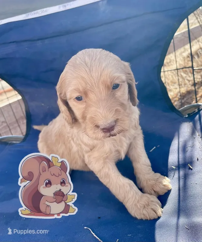 Squirrel – Goldendoodle puppy for sale in Santa Fe, NM