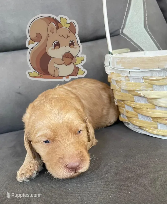 Squirrel – Goldendoodle puppy for sale in Pueblo, CO
