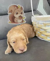 Squirrel, a female Goldendoodle for sale in Santa Fe, NM – Photo 2 of 6