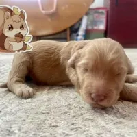 Squirrel, a female Goldendoodle for sale in Santa Fe, NM – Photo 3 of 6