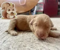 Squirrel, a female Goldendoodle for sale in Alamosa East, CO – Photo 1 of 4