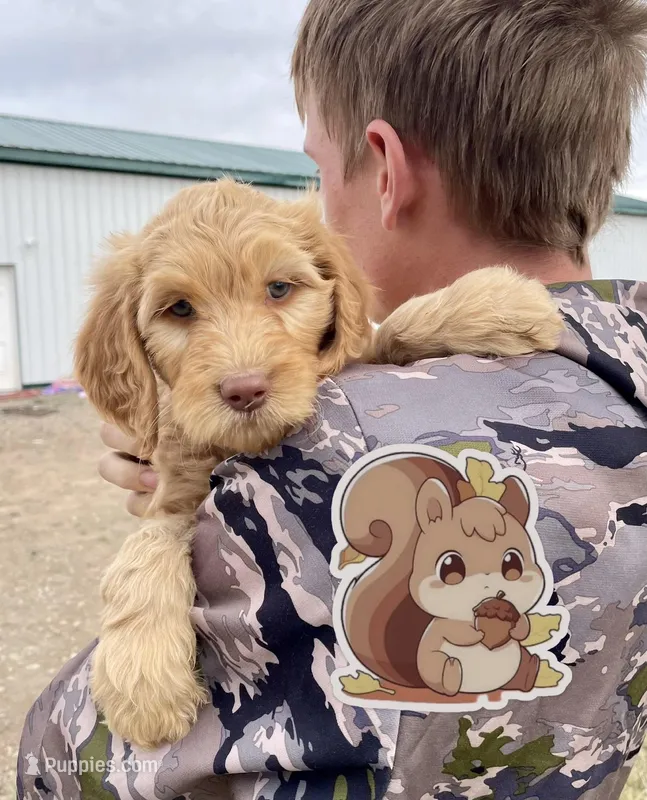 Squirrel – Goldendoodle puppy on hold in Alamosa, CO