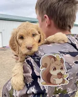 Squirrel, a female Goldendoodle for sale in Alamosa, CO – Photo 1 of 8