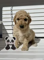 Panda, a male Goldendoodle for sale in Alamosa, CO – Photo 2 of 8
