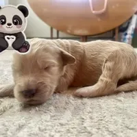 Panda, a male Goldendoodle for sale in Santa Fe, NM – Photo 3 of 6