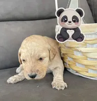 Panda, a male Goldendoodle for sale in Santa Fe, NM – Photo 2 of 6