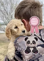 Panda, a male Goldendoodle for sale in Alamosa, CO – Photo 1 of 8