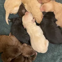 Panda, a male Goldendoodle for sale in Santa Fe, NM – Photo 4 of 6