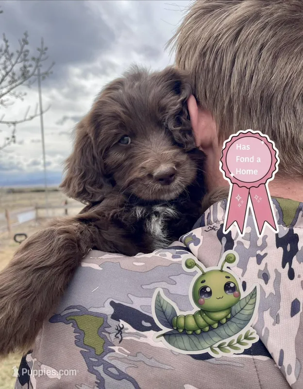 Catipellar – Goldendoodle puppy on hold in Alamosa, CO