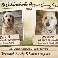 Catipellar, a male Goldendoodle for sale in Santa Fe, NM – Photo 6 of 6