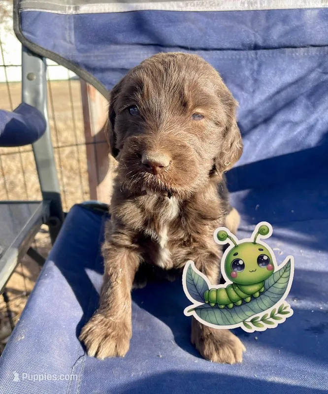 Catipellar – Goldendoodle puppy for sale in Santa Fe, NM