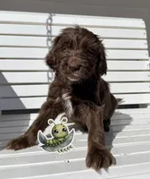 Catipellar, a male Goldendoodle for sale in Alamosa, CO – Photo 2 of 8