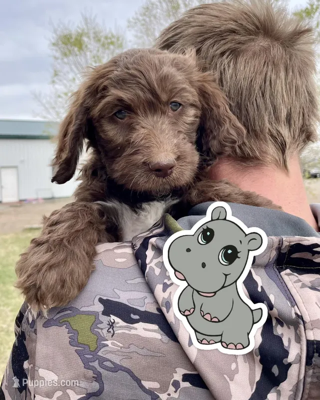 hippo – Goldendoodle puppy for sale in Alamosa, CO