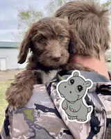 hippo, a male Goldendoodle for sale in Alamosa, CO – Photo 1 of 8