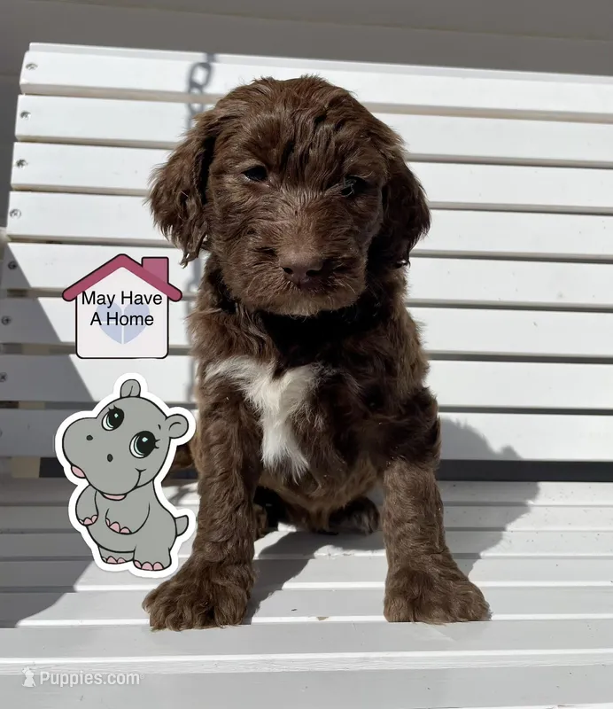 hippo – Goldendoodle puppy for sale in Santa Fe, NM