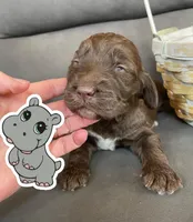 hippo, a male Goldendoodle for sale in Santa Fe, NM – Photo 2 of 6