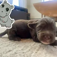 hippo, a male Goldendoodle for sale in Santa Fe, NM – Photo 3 of 6