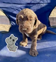 hippo, a male Goldendoodle for sale in Santa Fe, NM – Photo 1 of 6