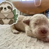 Sloth, a male Goldendoodle for sale in Santa Fe, NM – Photo 3 of 6