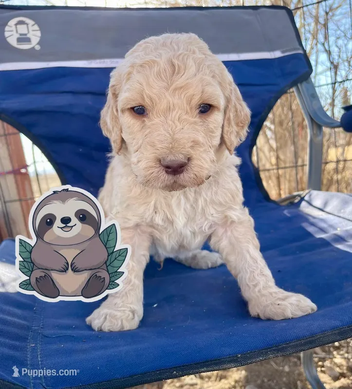 Sloth – Goldendoodle puppy for sale in Santa Fe, NM