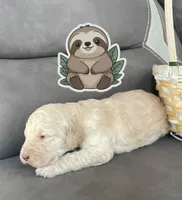 Sloth, a male Goldendoodle for sale in Santa Fe, NM – Photo 2 of 6