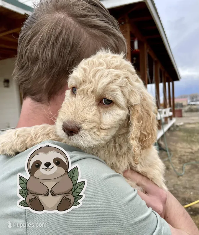 Sloth – Goldendoodle puppy for sale in Alamosa, CO