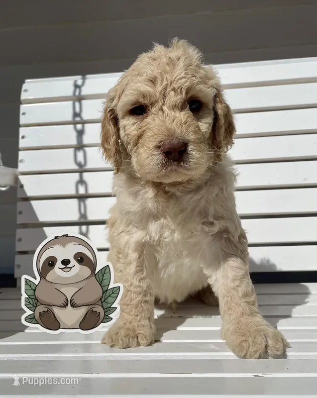 Sloth – Goldendoodle puppy for sale in Santa Fe, NM