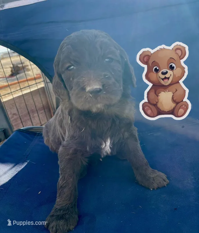 Bear – Goldendoodle puppy for sale in Santa Fe, NM