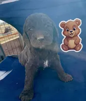 Bear, a male Goldendoodle for sale in Santa Fe, NM – Photo 1 of 6