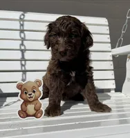 Bear, a male Goldendoodle for sale in Alamosa, CO – Photo 2 of 8
