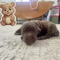 Bear, a male Goldendoodle for sale in Santa Fe, NM – Photo 3 of 6