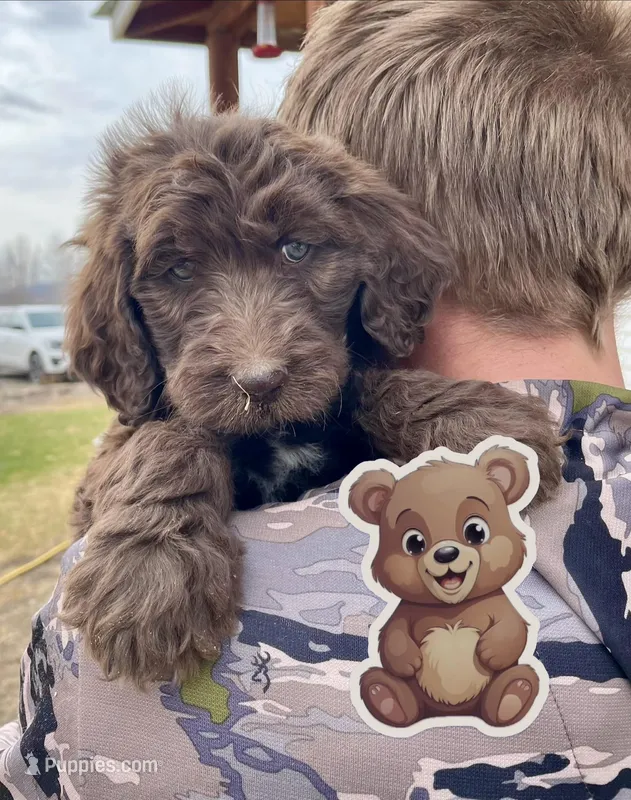 Bear – Goldendoodle puppy for sale in Alamosa, CO
