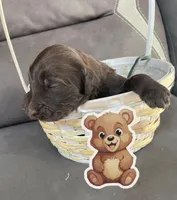 Bear, a male Goldendoodle for sale in Santa Fe, NM – Photo 2 of 6