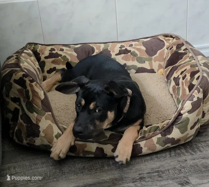 Angel – German Shepherd Dog, Rottweiler puppy for sale in Plano, TX