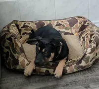 Angel, a female German Shepherd Dog and Rottweiler for sale in Plano, TX – 1 of 3