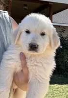 Quartz, a male Great Pyrenees for sale in North Fork, CA – 2 of 6