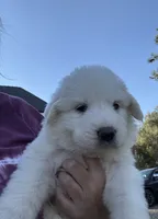 Clementine , a female Great Pyrenees for sale in North Fork, CA – 2 of 5