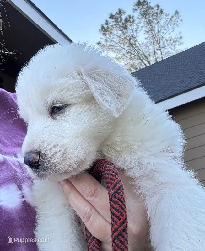 Creek – Great Pyrenees puppy for sale in North Fork, CA