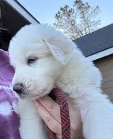 Creek, a male Great Pyrenees for sale in North Fork, CA – 1 of 6