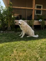 Rose, a female Great Pyrenees for sale in North Fork, CA – 6 of 6